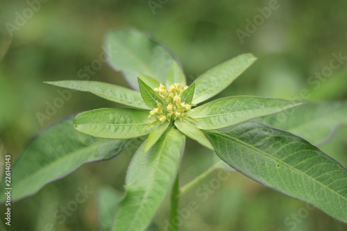 Flowers in the garden with leaves on a blurry green backdrop of natural beauty. 