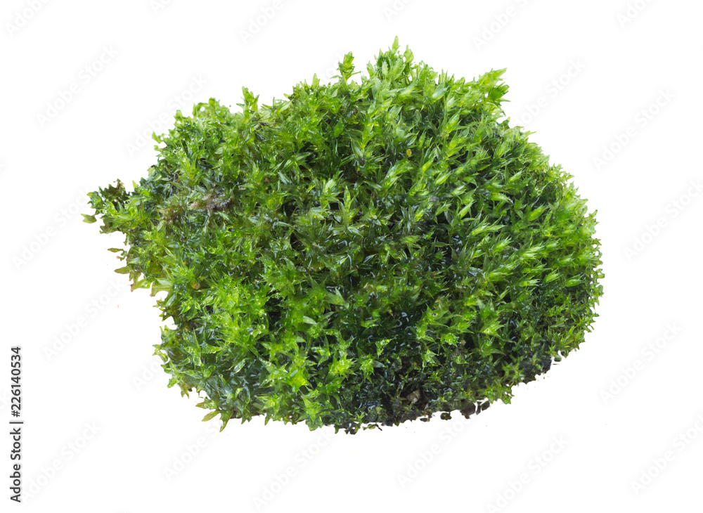 Green moss isolated on white background close up. Green moss isolated on white background close up.