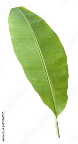 banana leaf.Isolated on white background with clipping path.