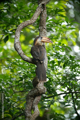 Austen's brown hornbill (Anorrhinus austeni) on breeding season in Khao Yai National Park, Thailand.