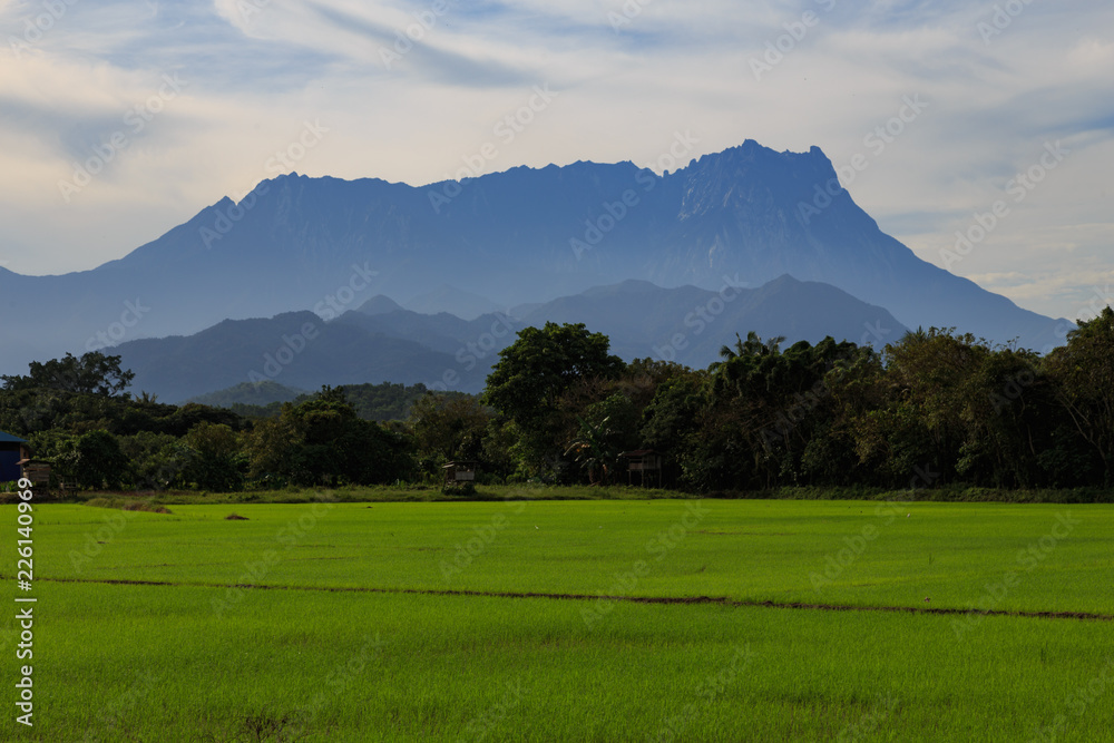 Beautiful Landscape view of young paddy field with Mount Kinabalu , Kota belud Sabah Malaysia. (Image contain soft focus and blur.)