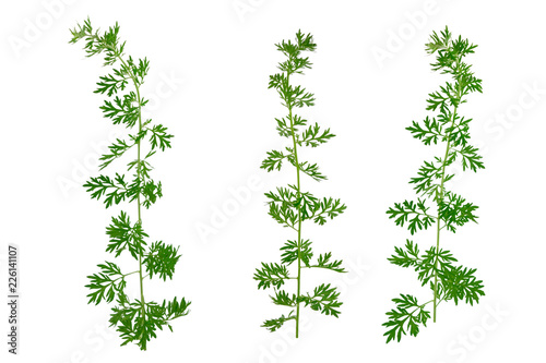 Isolated Artemisia Medicinal Herb Plant. Also Mugwort, Wormwood, and Sagebrush.