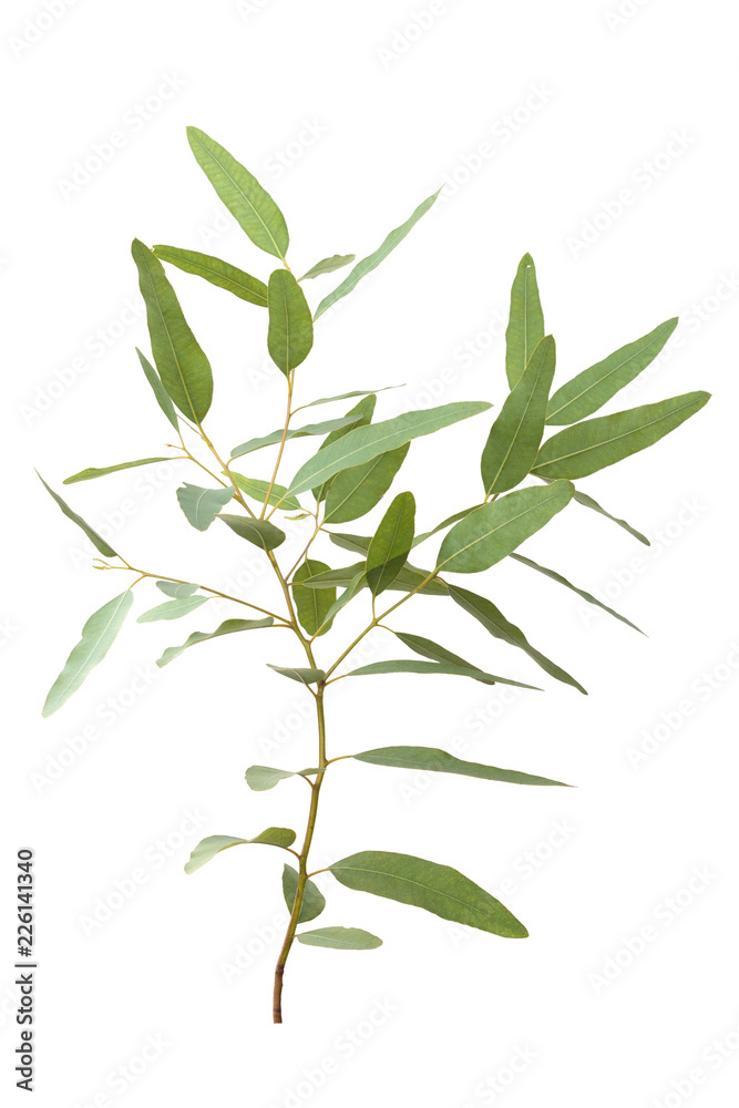 Naklejka premium eucalyptus isolated on gray background with clipping path..