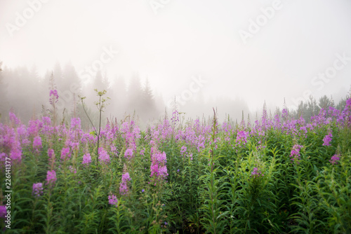 Natural background, landscape: morning fog on the river in the forest, at dawn on a summer day. Soft focus.