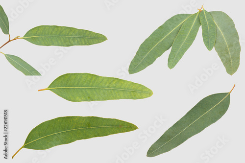 eucalyptus isolated on gray background with clipping path..