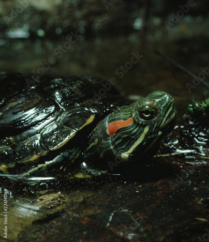 Red-Eared Slider Turtle (Trachemys Scripta Elegans)