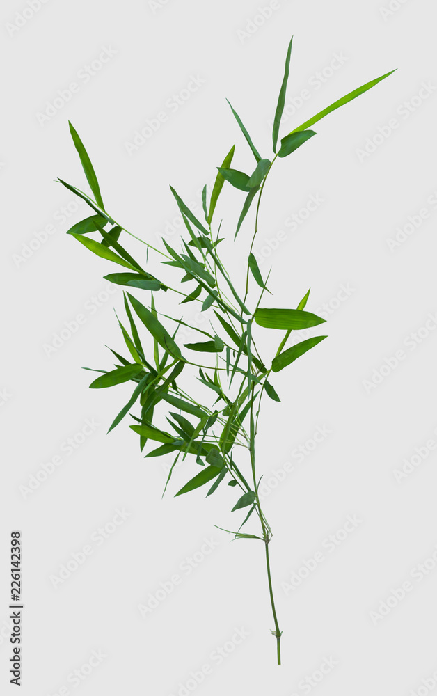 bamboo isolated on gray background with clipping path bamboo isolated on gray background with clipping path