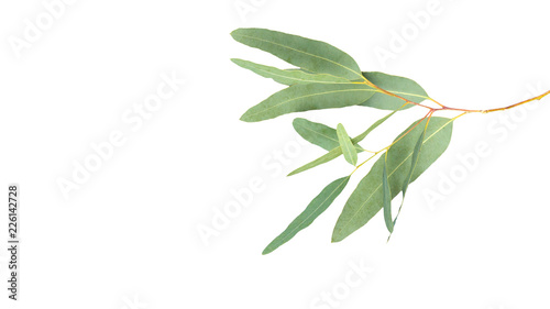 eucalyptus isolated on gray background with clipping path..