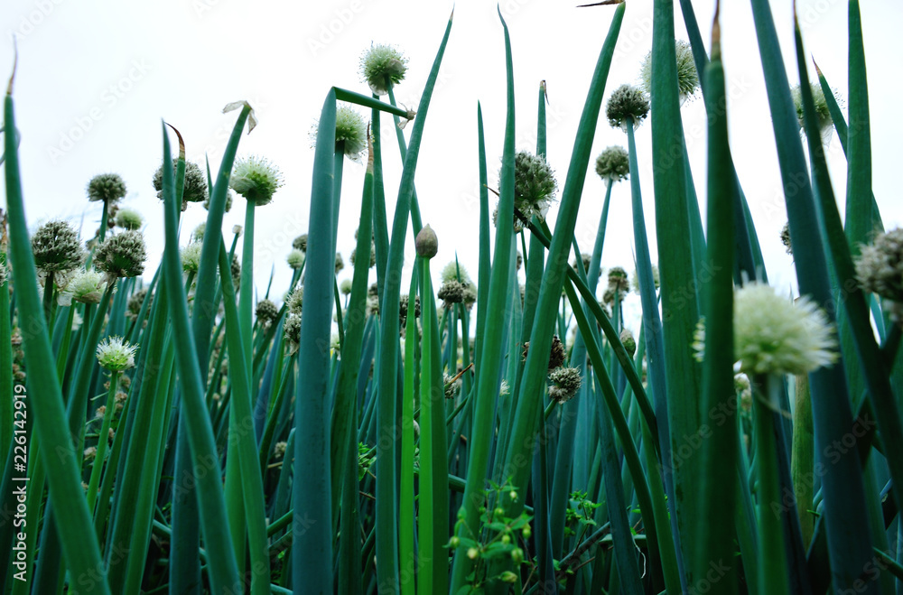 Obraz premium Green spring onion flowering at vegetable garden