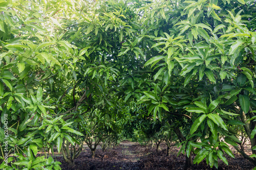 mango field of a flowering in tropical country. agricultural concept..