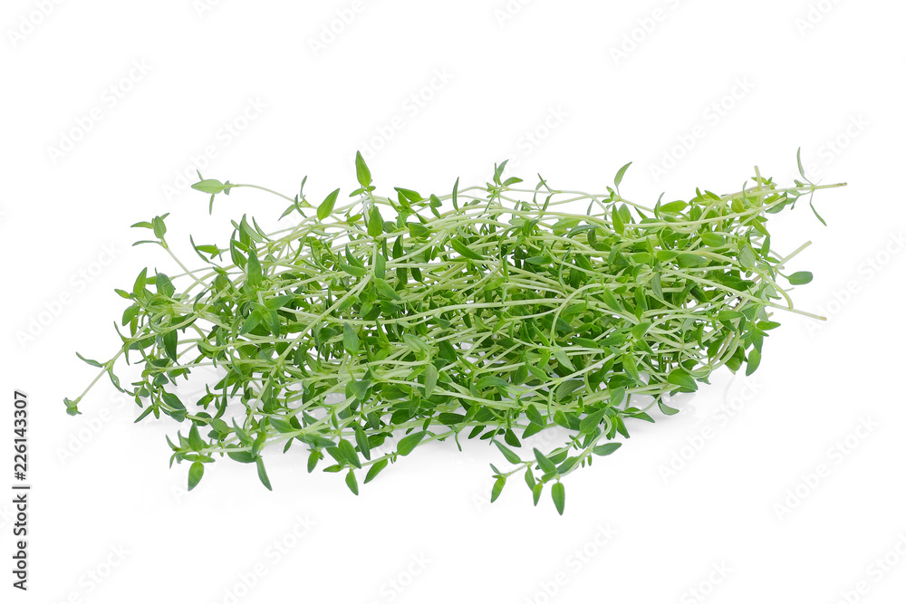 fresh green thyme isolated on white background fresh green thyme isolated on white background