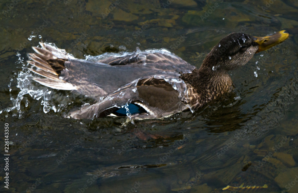 duck in water duck in water