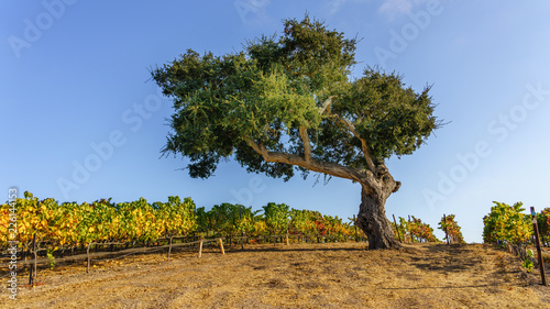 Oak trees in a vineyard in California wine country