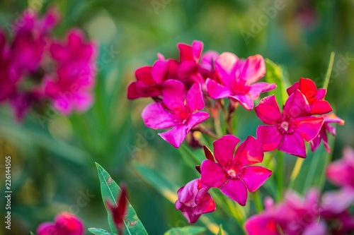 Oleander pink flowers background.