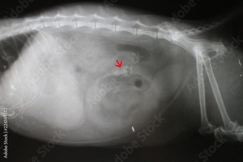 X-ray picture of foreign body in abdominal cavity by cat