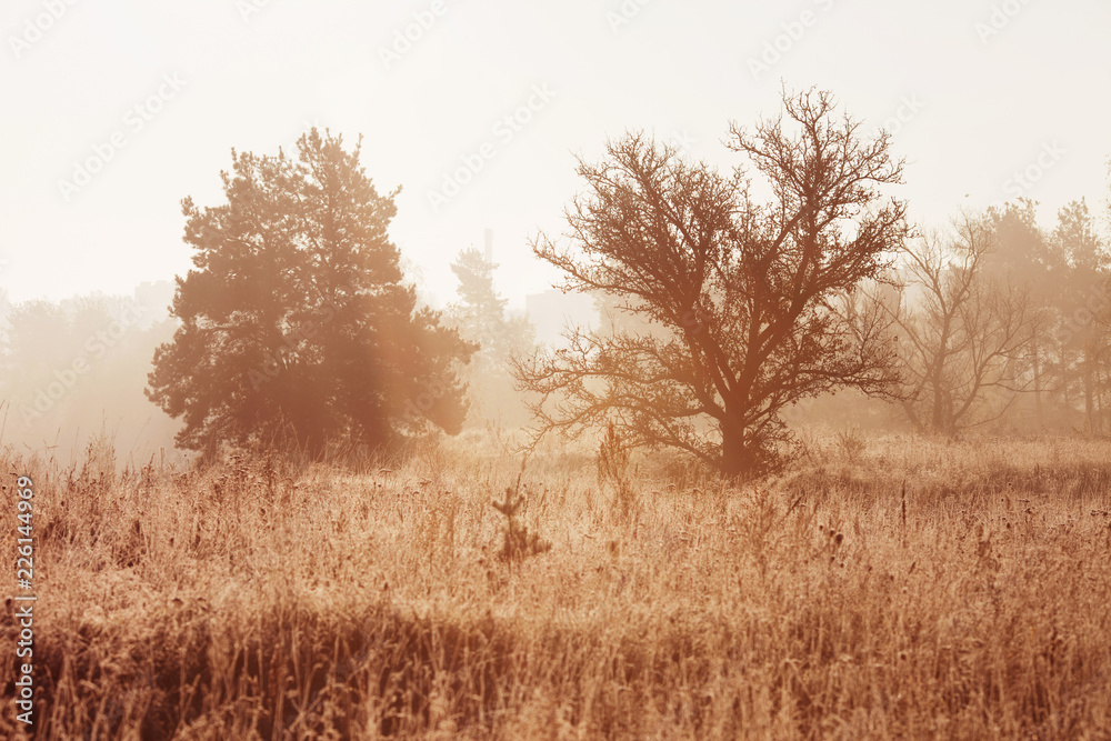 First autumn frost. Morning autumn landscape with fog First autumn frost. Morning autumn landscape with fog