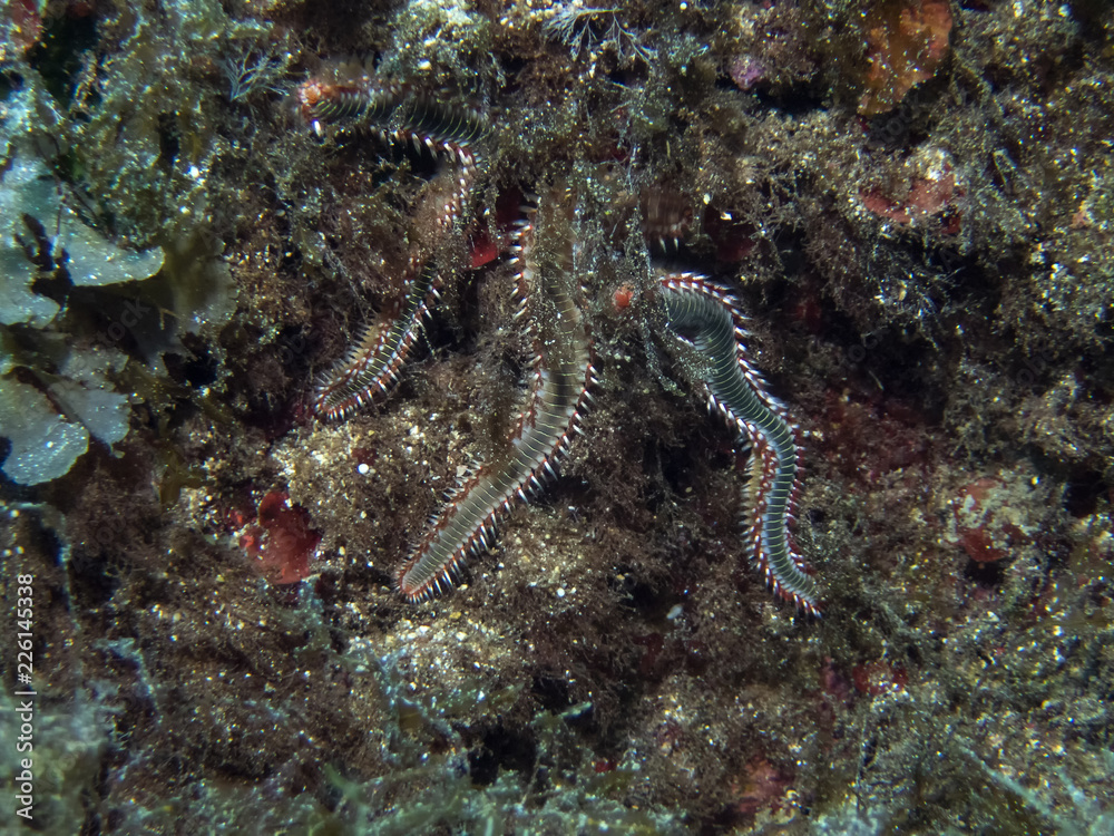 Bearded Fireworm (Hermodice carunculata) Bearded Fireworm (Hermodice carunculata)