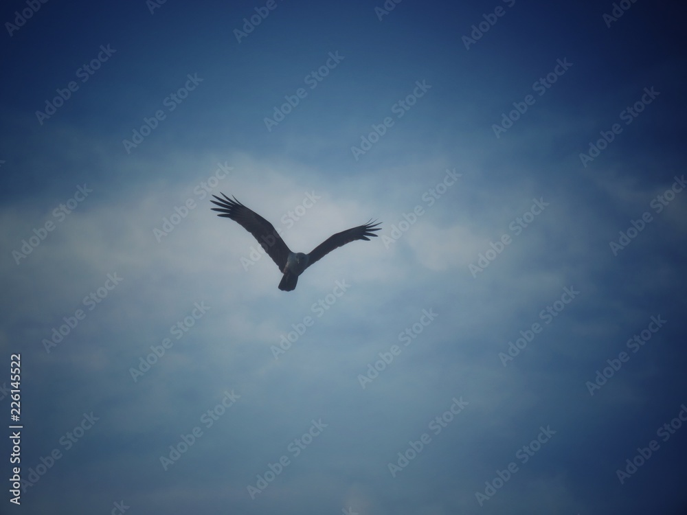 Fototapeta premium The eagle