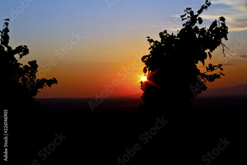 Weinberge Reben Sonnenuntergang