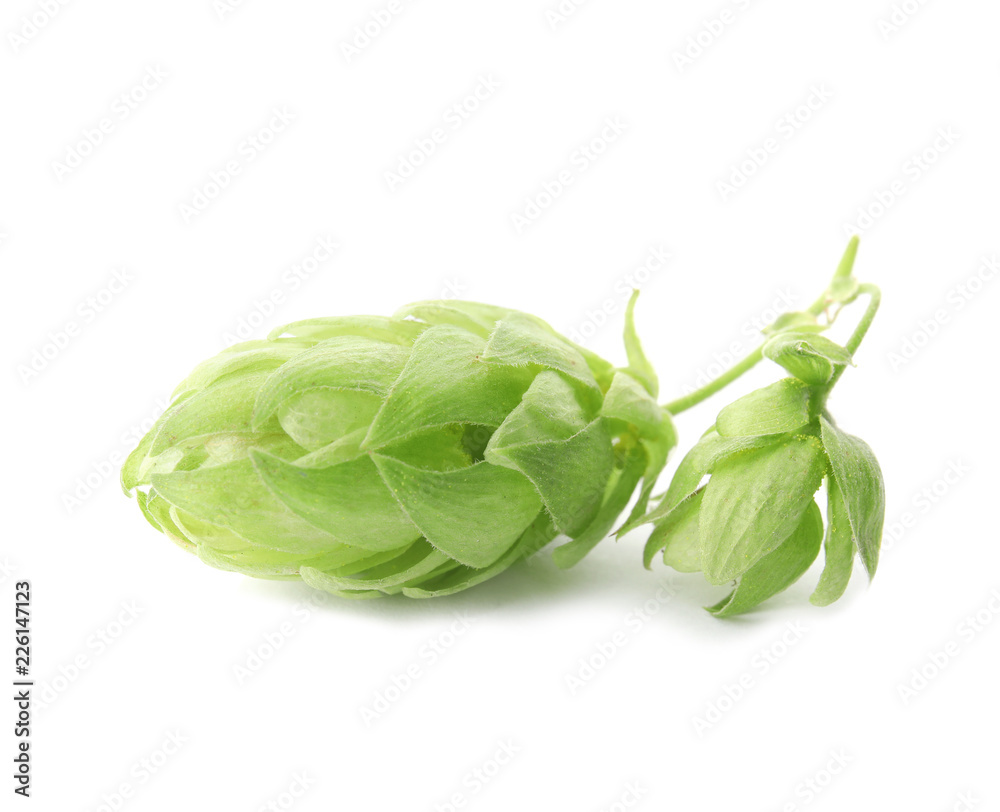 Fresh green hops on white background. Beer production Fresh green hops on white background. Beer production