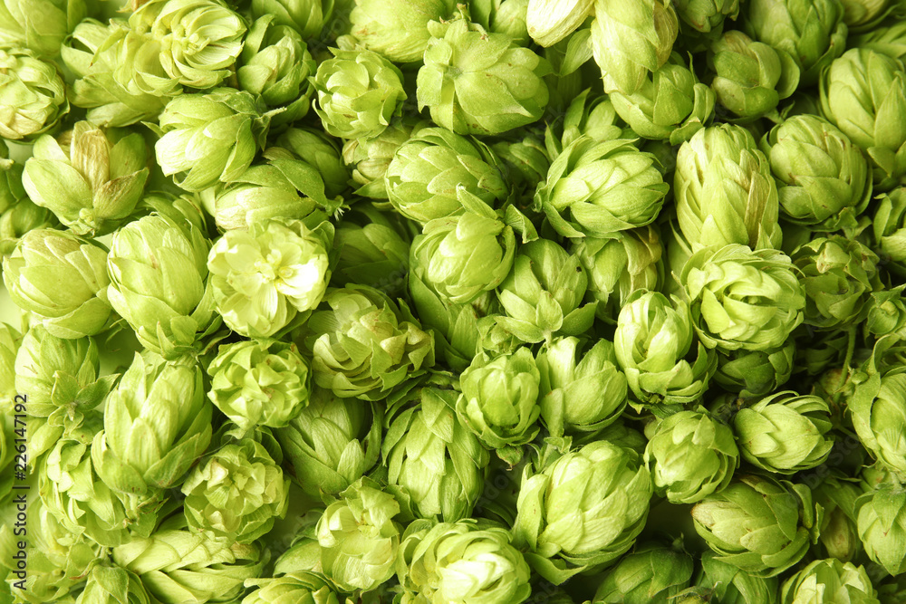 Fresh green hops as background. Beer production Fresh green hops as background. Beer production