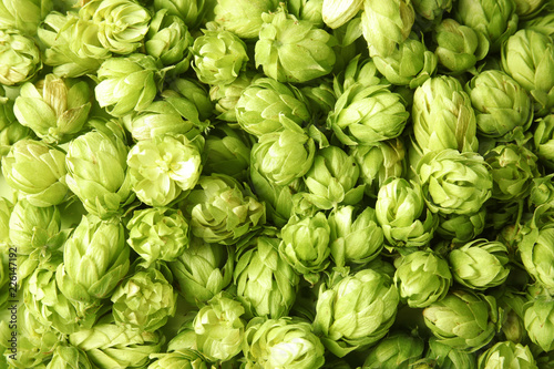 Fresh green hops as background. Beer production