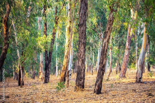 Eucalyptus grove background.