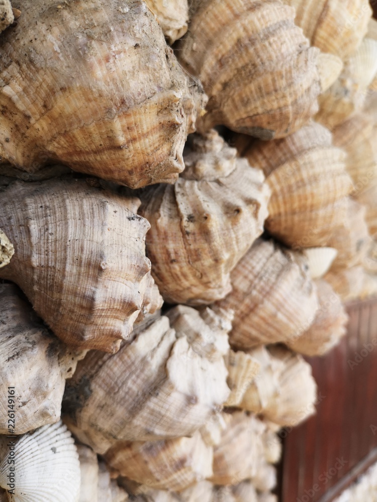 abundance shell animal wildlife backgrounds close-up day Food and Drink full frame invertebrate large group of objects abundance shell animal wildlife backgrounds close-up day Food and Drink full frame invertebrate large group of objects