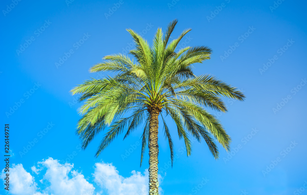 Obraz premium palm tree in nature with clear blue sky