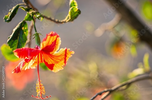Hibiscus flower background.