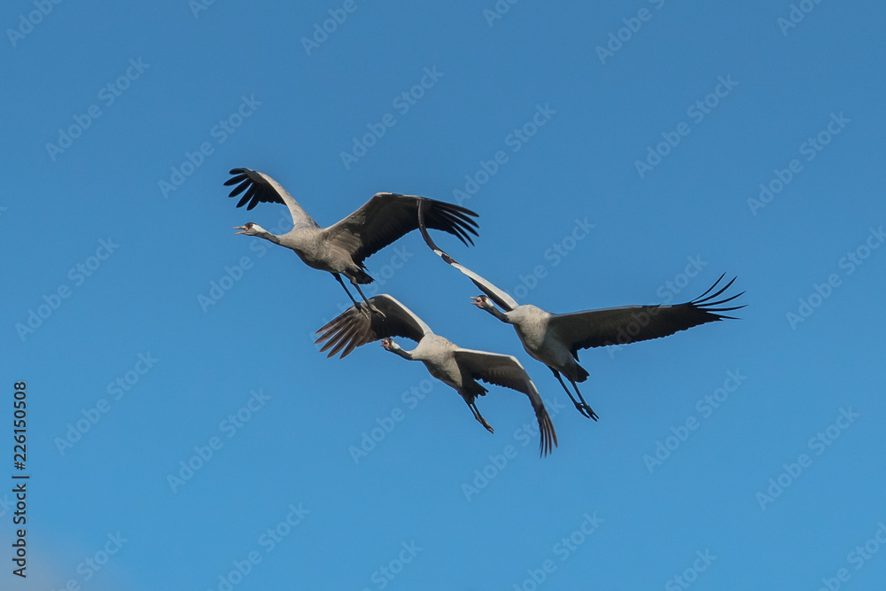 Fototapeta premium Kraniche im flug