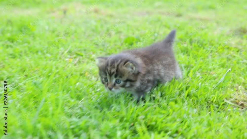 Little kitten on the grass Little kitten on the grass