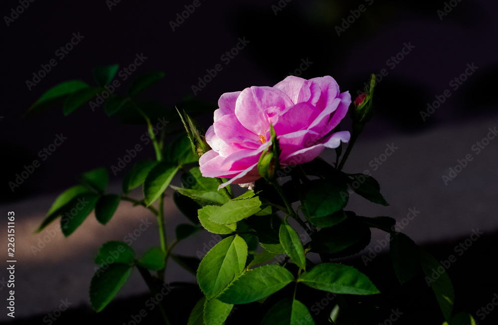Beautiful Pink Rose in Light and Shade Beautiful Pink Rose in Light and Shade