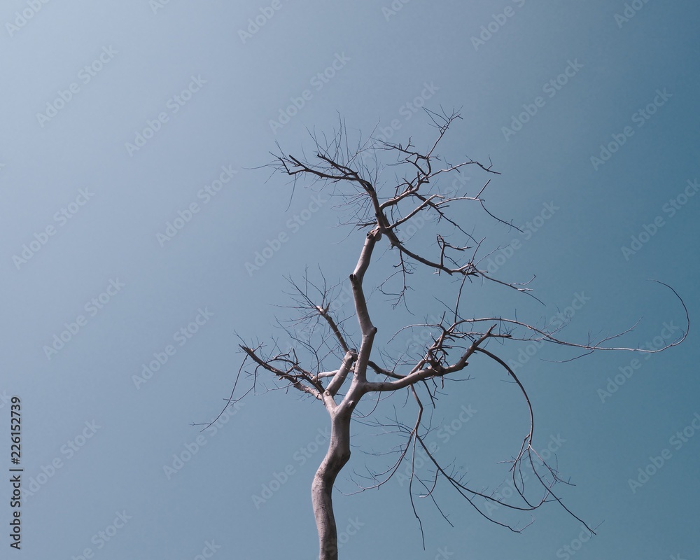 Dead tree and blue sky