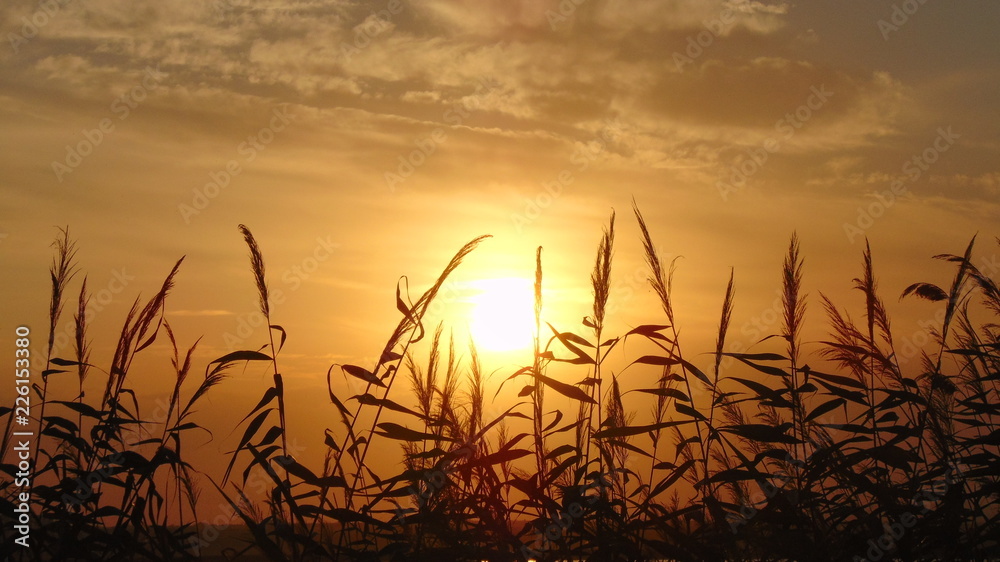 sunset over wheat field