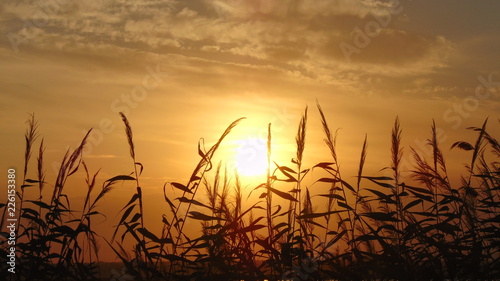 sunset over wheat field