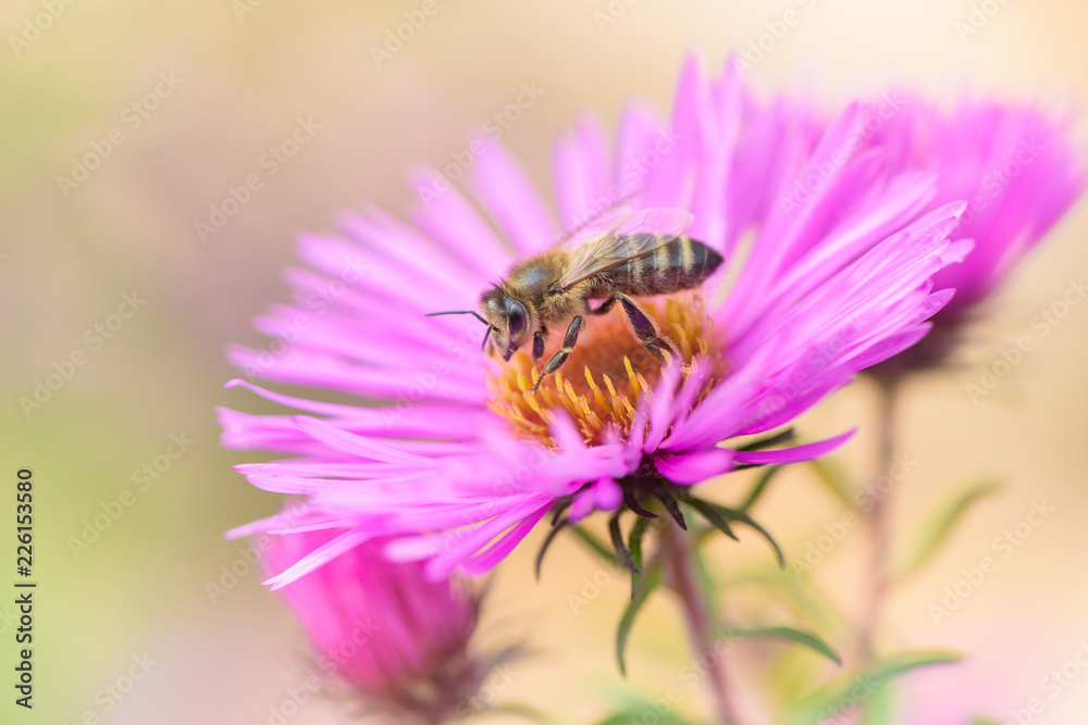 Bee on Michaelmas daisy. Beauty pastel natural background.
Bee on Michaelmas daisy. Beauty pastel natural background.