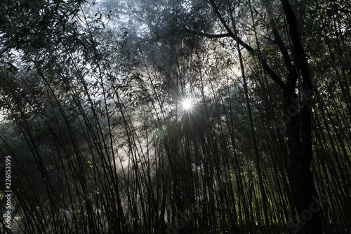 Bamboo forest, with sun and fog, early morning