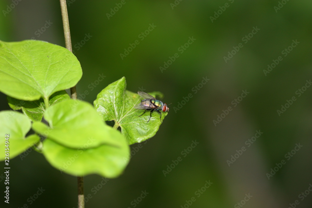insect on the plant macro view and shot insect on the plant macro view and shot