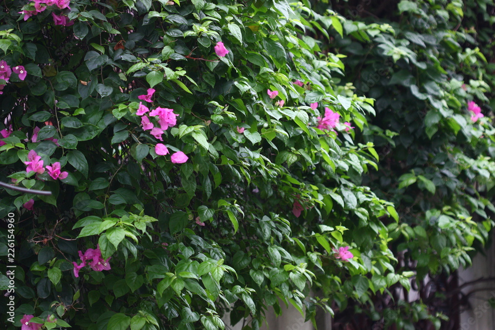 flower in summer time flower in summer time