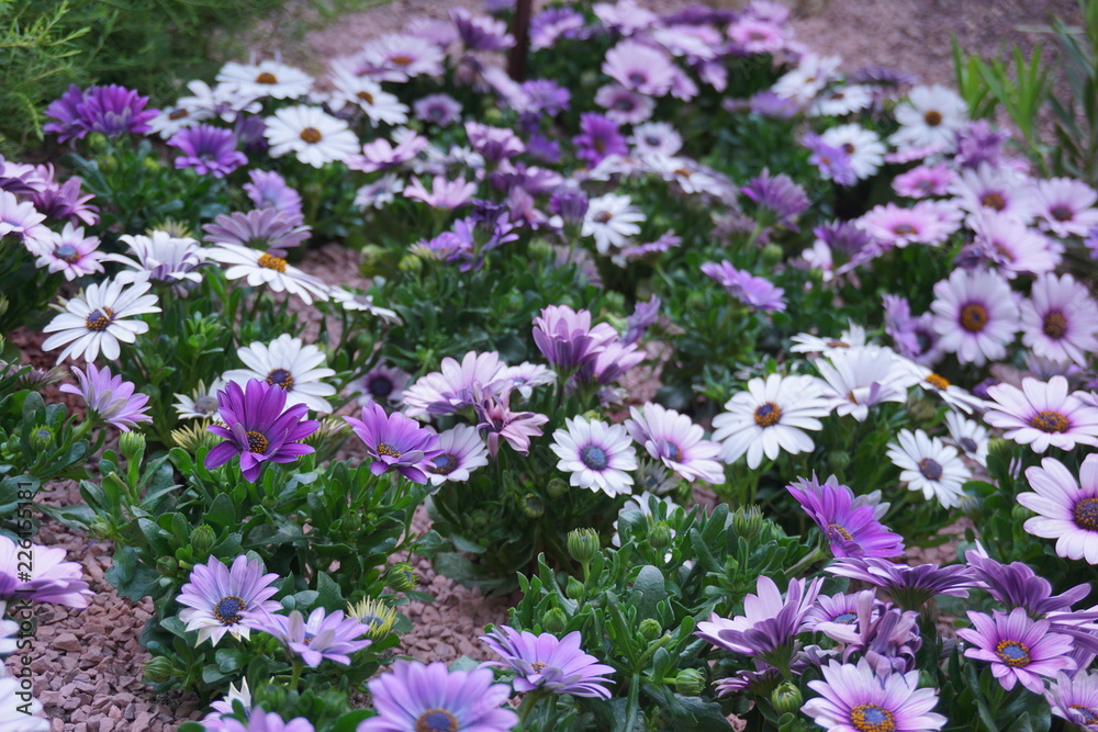 purple flowers in the garden