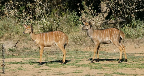 Two young Nyala antelopes (Tragelaphus angasii) in natural habitat, Mkuze game reserve, South Africa photo