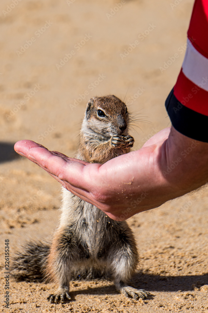 Wunschmotiv: Erdmännchen frisst aus der Hand #226155348