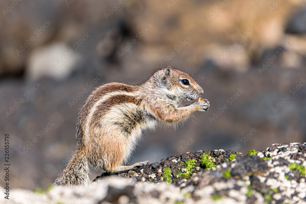 Wildlebendes Erdmännchen auf Fuerteventura beim fressen Wildlebendes Erdmännchen auf Fuerteventura beim fressen
