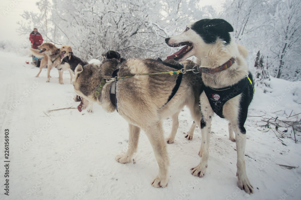 Husky dogs are pulling sledge at winter forest in Murmansk, Russia. Husky dogs are pulling sledge at winter forest in Murmansk, Russia.
