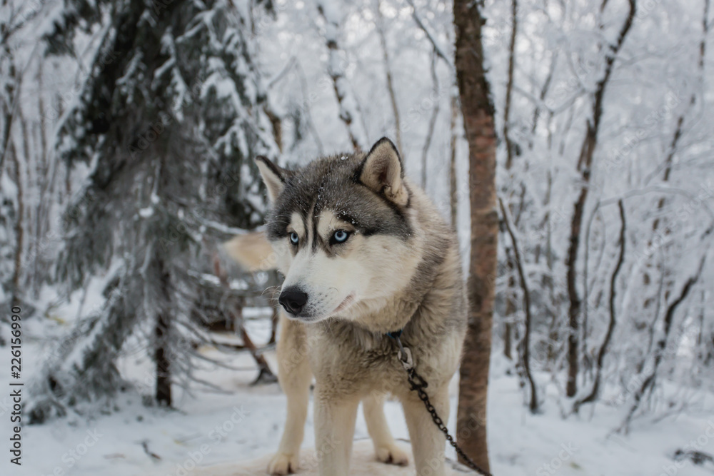 Husky dog standing in the snow. Black and white Siberian husky with blue eyes on a walk in winter park. Husky dog standing in the snow. Black and white Siberian husky with blue eyes on a walk in winter park.