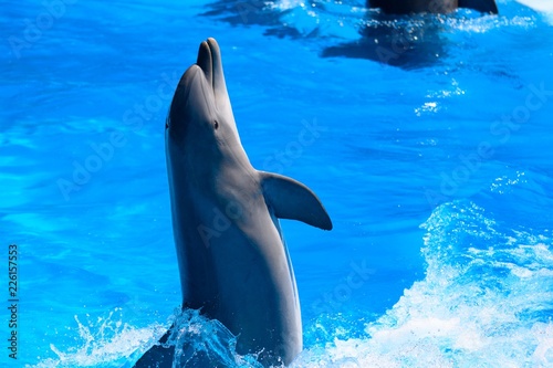 Close up of a dolphin performing in a dolphin show Fototapet