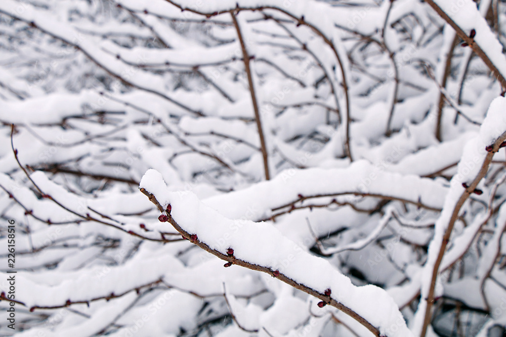 Winter forest. A branch of a tree with snow on top. Winter forest. A branch of a tree with snow on top.