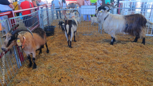 Cabras y machos cabríos en una exposición de ganadería