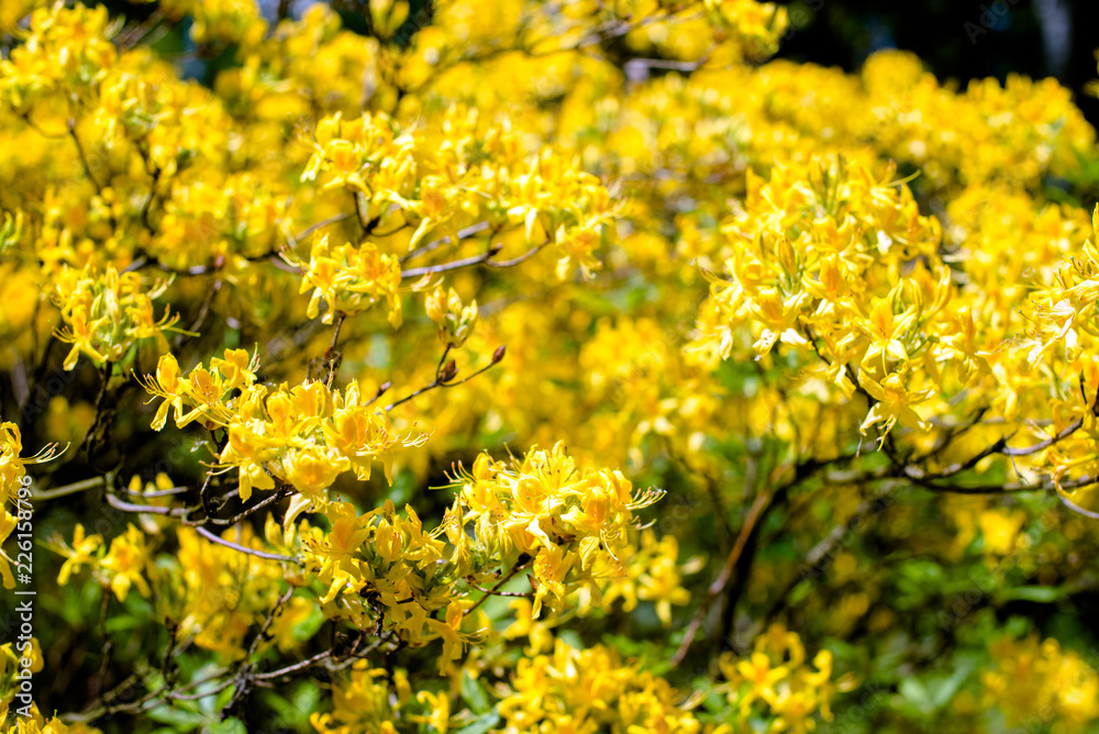 yellow rhododendron blooms against the background of green grass yellow rhododendron blooms against the background of green grass